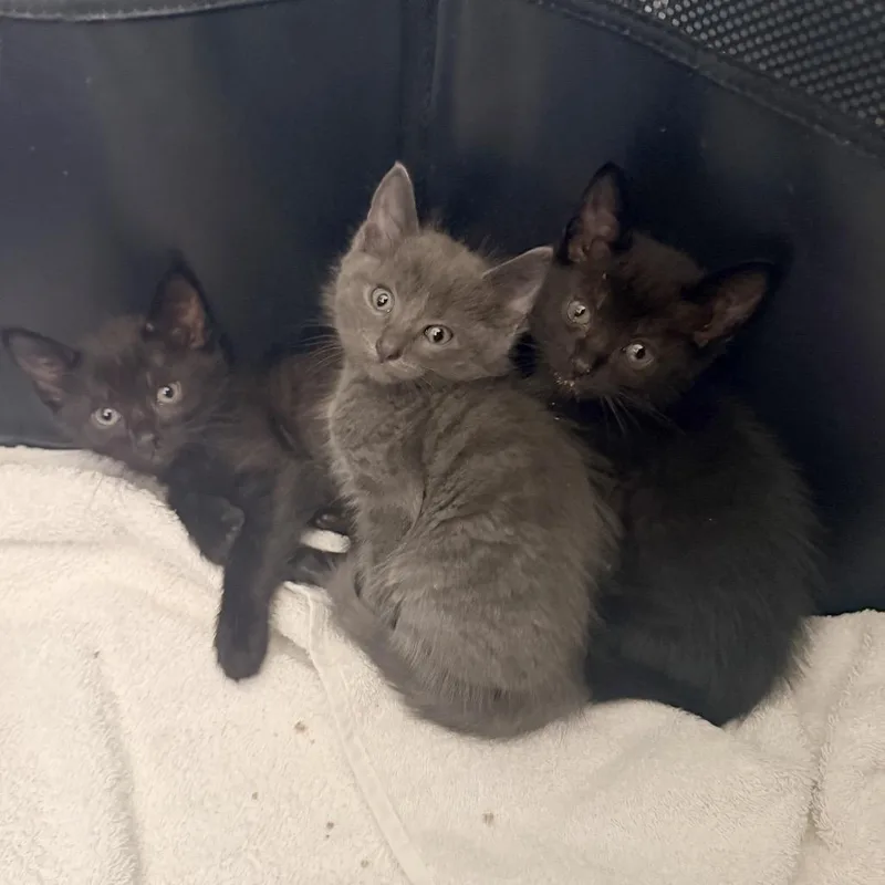 Camembert thumbnail 6