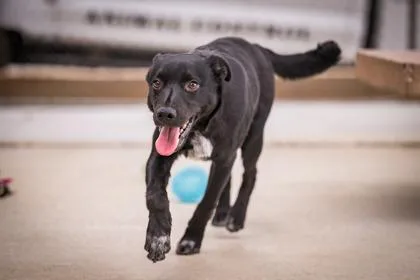 A young medium-sized female Australian Cattle Dog / Blue Heeler dog named Shorty for adoption in Hamilton, MT