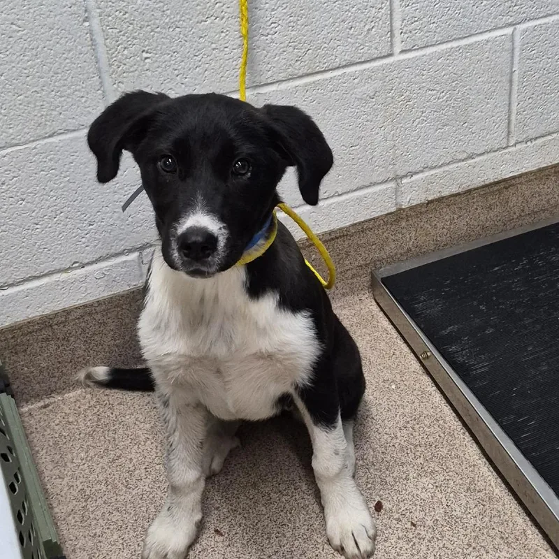 A baby medium-sized female Black Mixed Breed dog named Swordfish for adoption in Ardmore, OK