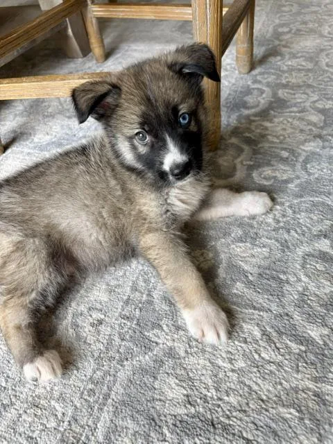 Sawyer