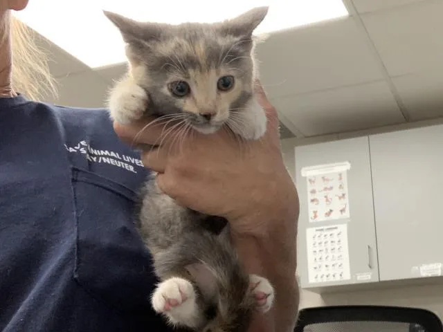 A baby small-sized female Domestic Short Hair cat named Peachy for adoption in Visalia, CA