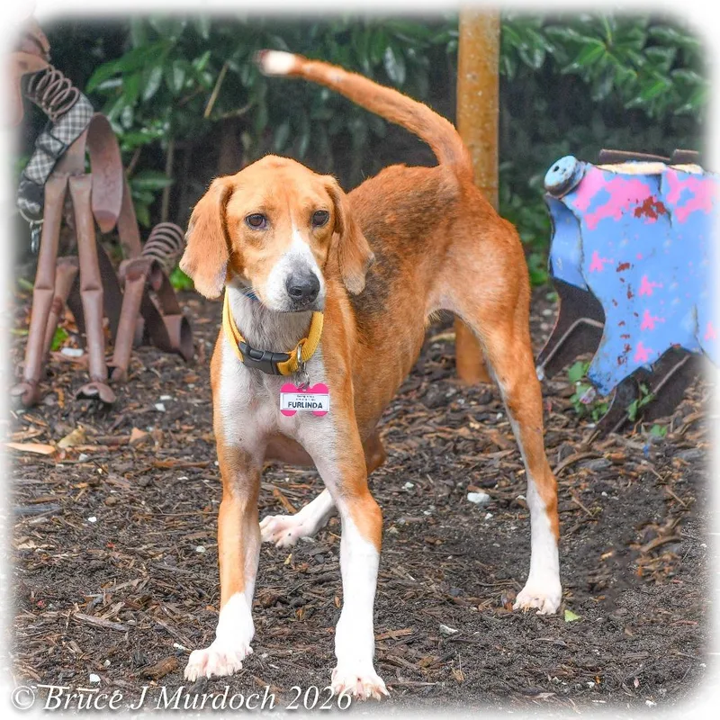 An adult medium-sized female Brown / Chocolate Hound dog named Furlinda for adoption in Wake Forest, NC