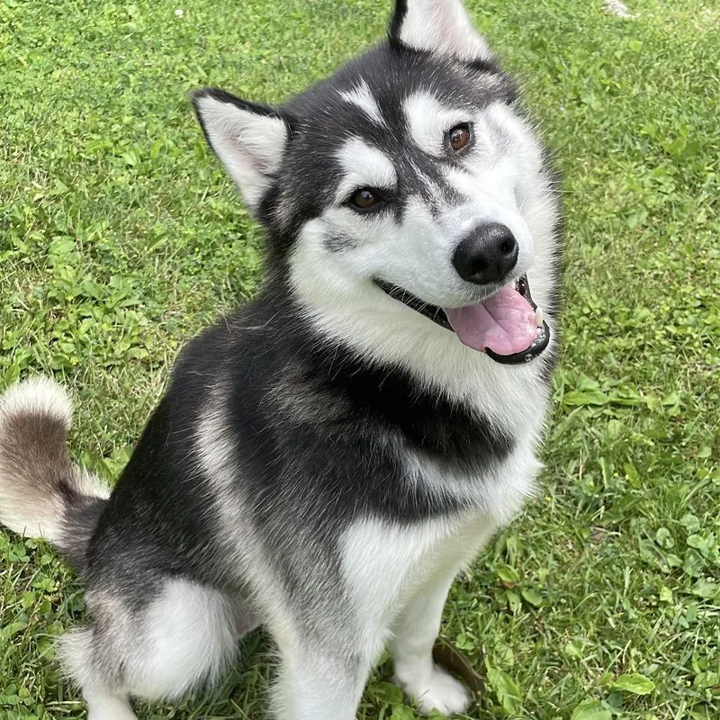 An adult medium-sized male Black Siberian Husky dog named Luka for adoption in South Haven, MI