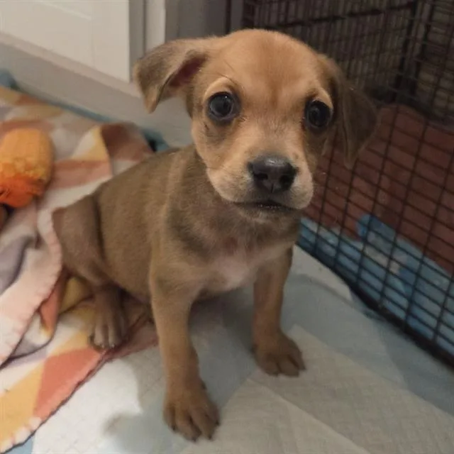 A baby small-sized male American Staffordshire Terrier dog named Prince for adoption in San Antonio, TX