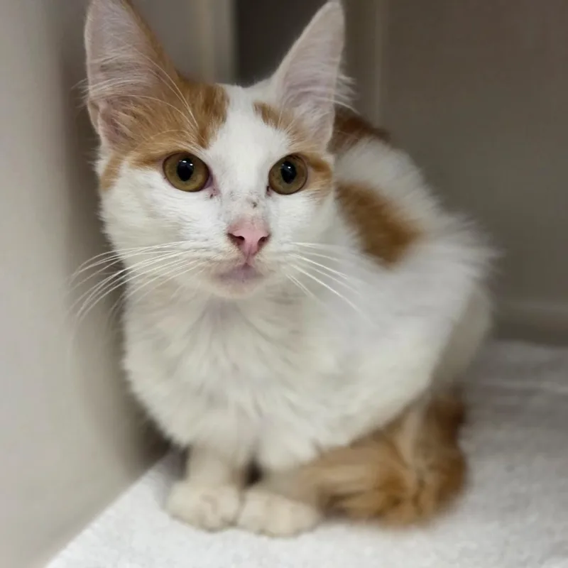 A young medium-sized male White Domestic Short Hair cat named Oliver for adoption in Sarasota, FL