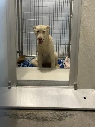 A baby medium-sized male Mixed Breed dog named Casper for adoption in Fresno, CA