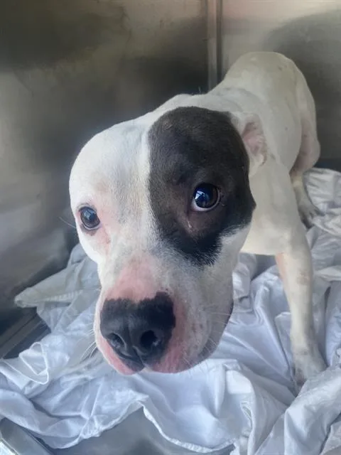 A young large-sized male Mixed Breed dog named Kratos for adoption in Dallas, TX
