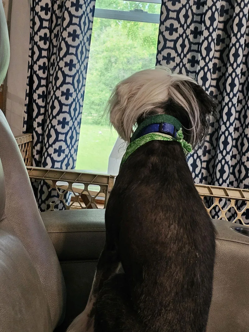 Cheyenne thumbnail 3