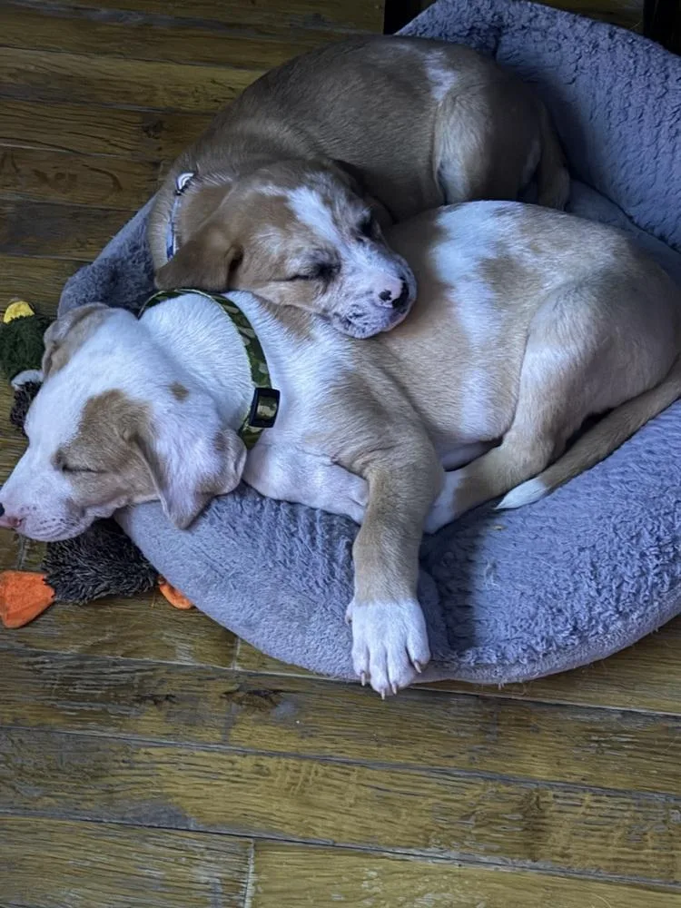 Major Bedhead thumbnail 2