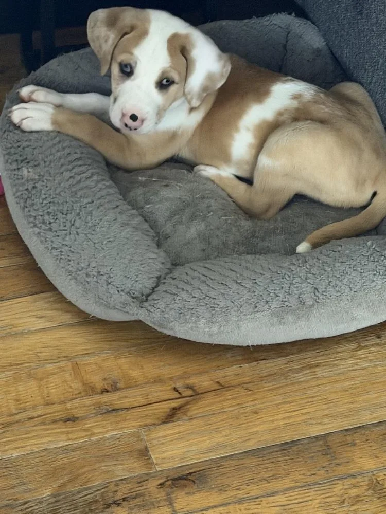 Major Bedhead thumbnail 3