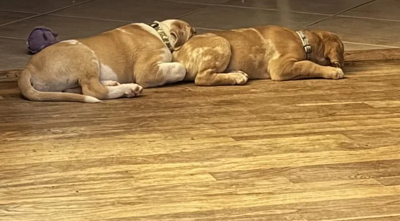 Major Bedhead thumbnail 4