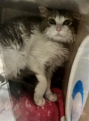 A young medium-sized male Domestic Medium Hair cat named Zippy for adoption in Downey, CA