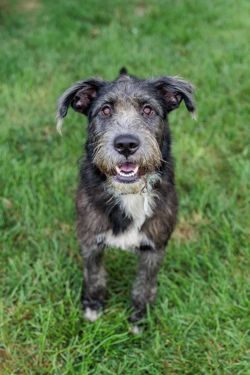 An adult large-sized male Giant Schnauzer dog named Lafayette for adoption in Gainesville, VA