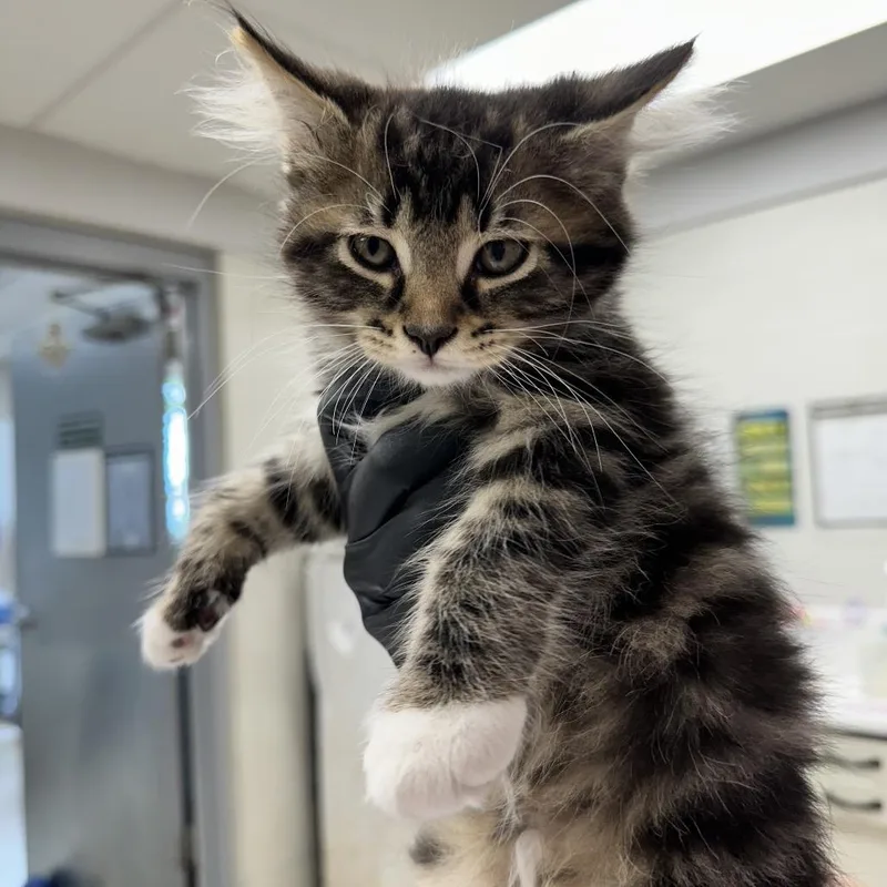 Claw
