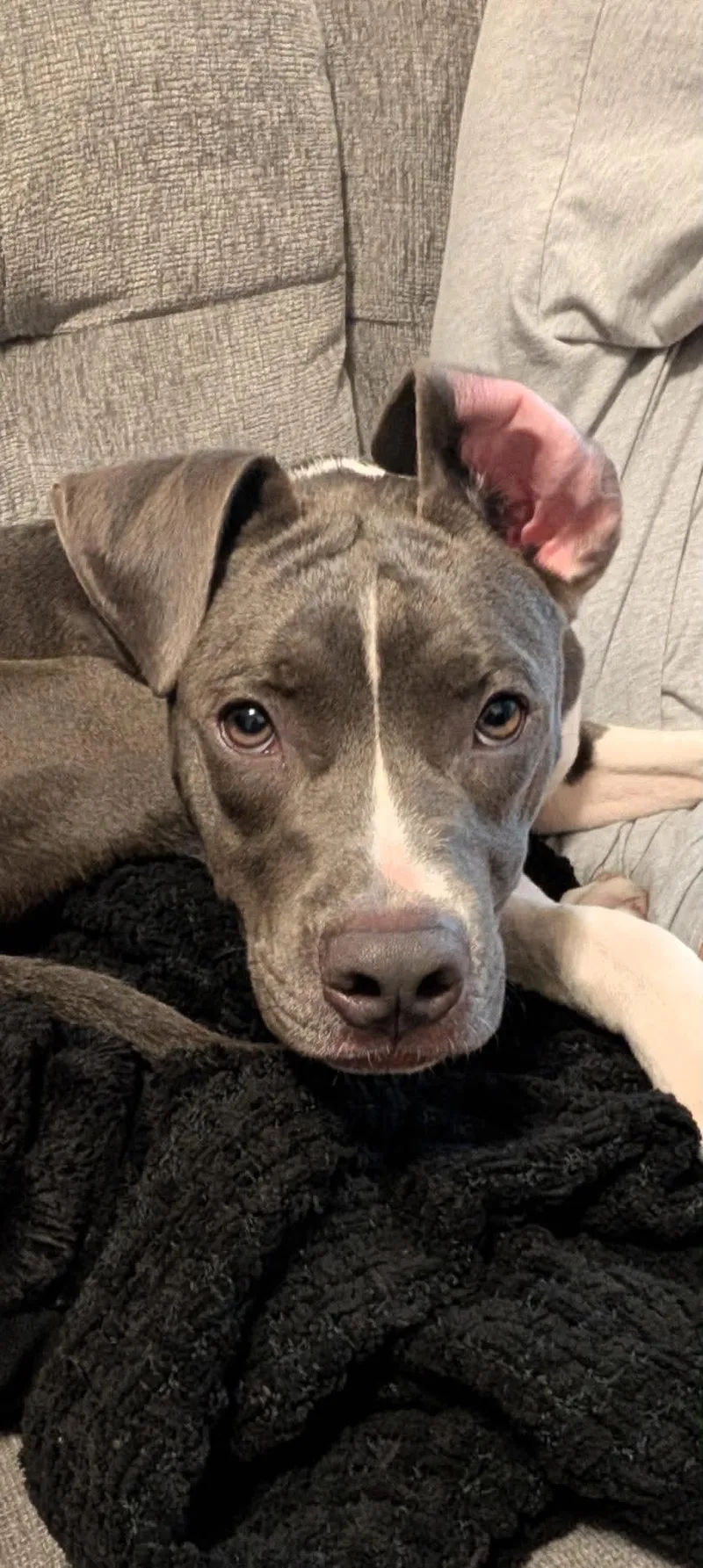 A baby medium-sized male Pit Bull Terrier dog named Hale for adoption in Germantown, OH