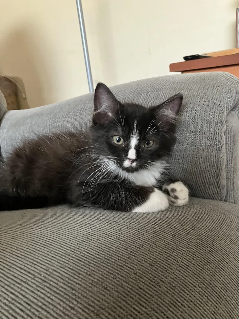 A baby medium-sized male Black & White / Tuxedo Domestic Medium Hair cat named Frankie for adoption in Monrovia , CA