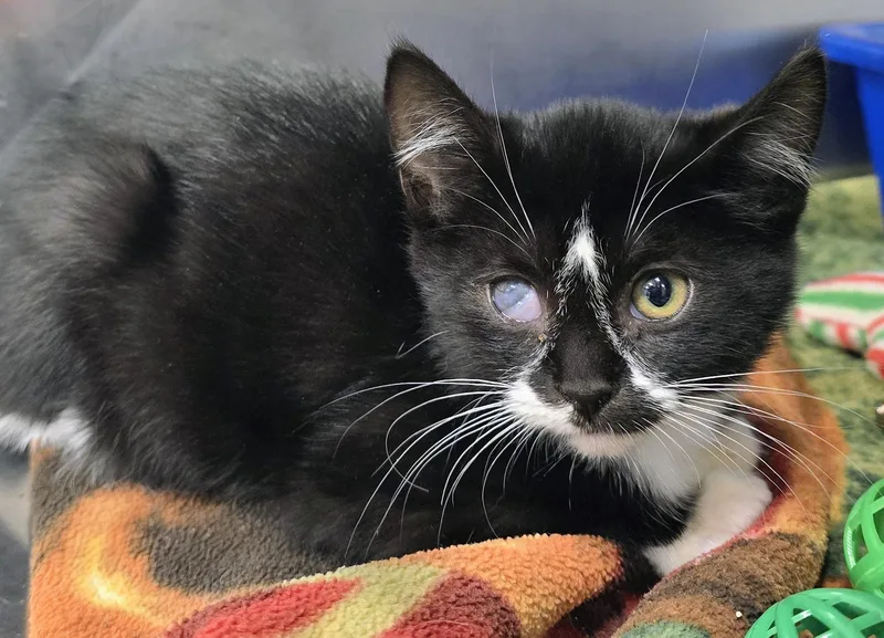 A baby medium-sized female White Domestic Short Hair cat named Cherry for adoption in Amityville, NY