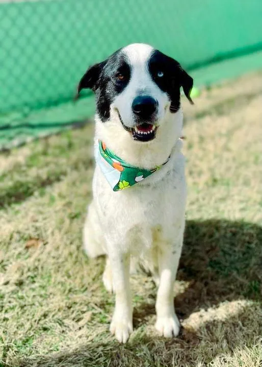 A senior medium-sized male Husky dog named Maxwell for adoption in Macon, GA