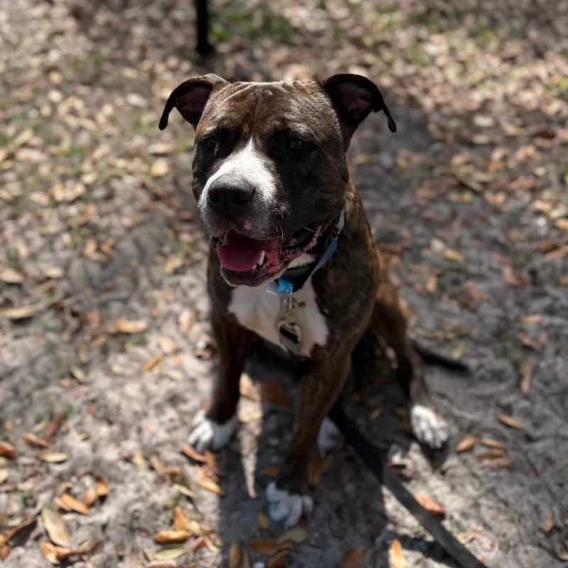 An adult large-sized male Brindle Mixed Breed dog named Brody for adoption in Jacksonville, FL