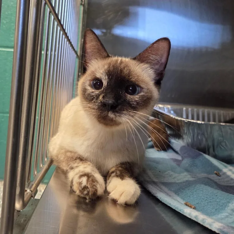 An adult medium-sized female White Siamese cat named Chloe for adoption in Parkersburg, WV