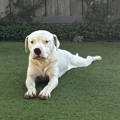 An adult medium-sized male White / Cream American Staffordshire Terrier dog named Sammy for adoption in Houston, TX
