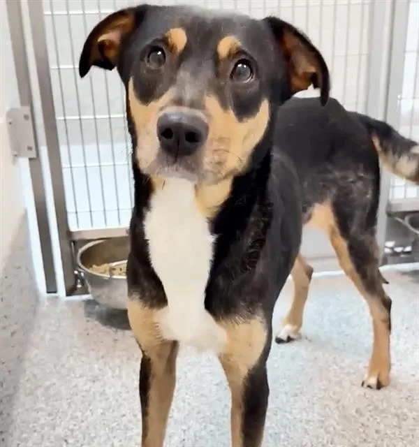 An adult medium-sized female German Pinscher dog named Dulce for adoption in Houston, TX