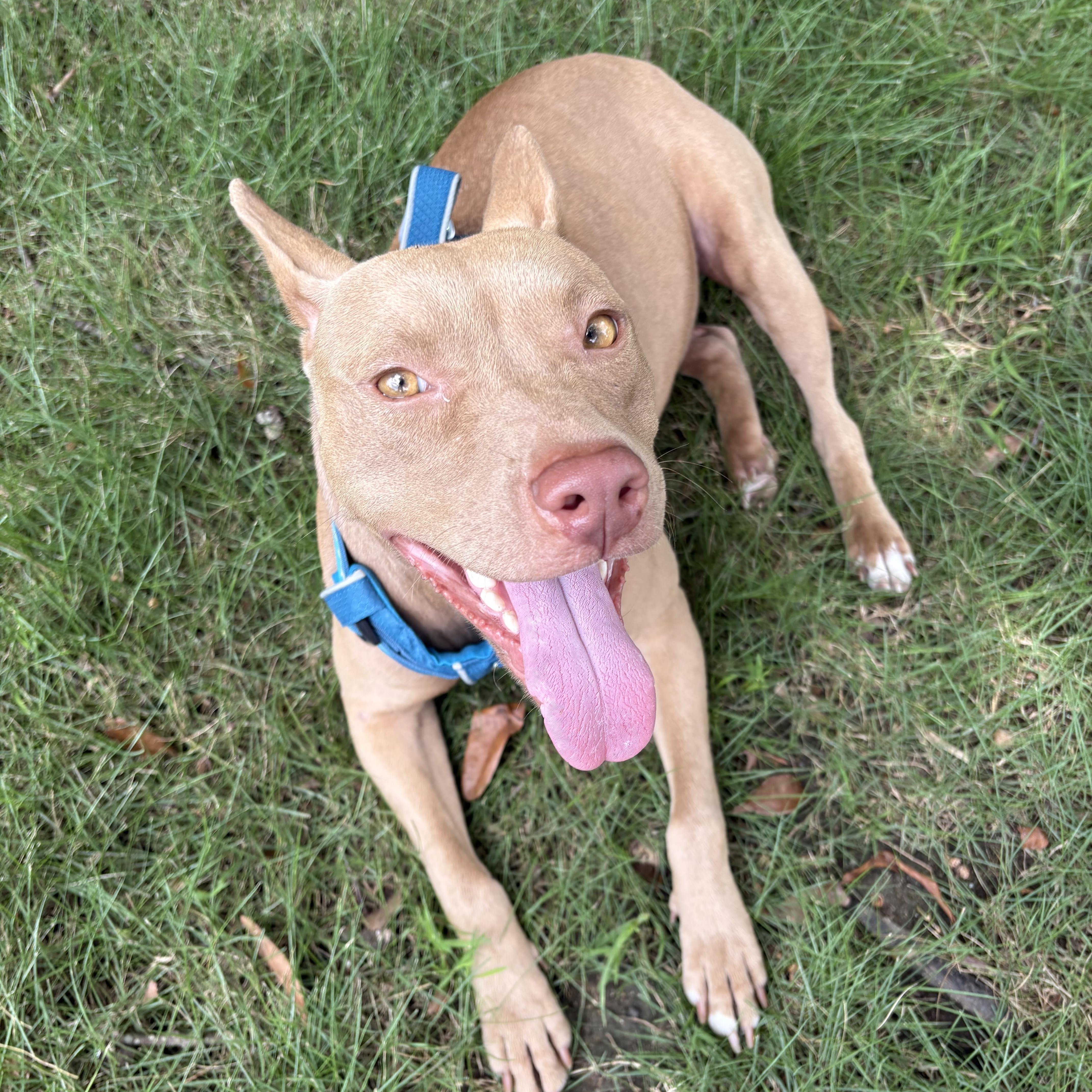 An adult medium-sized female Red / Chestnut / Orange Pit Bull Terrier dog named Belle for adoption in Montgomery, AL