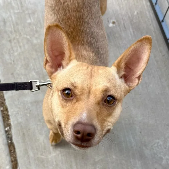 A young small-sized female Brown / Chocolate Rat Terrier dog named Amber for adoption in Midland, TX