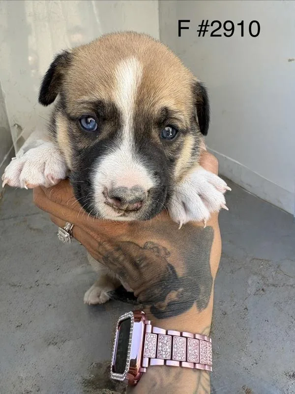 A baby large-sized female Siberian Husky dog named Celia for adoption in Victorville, CA