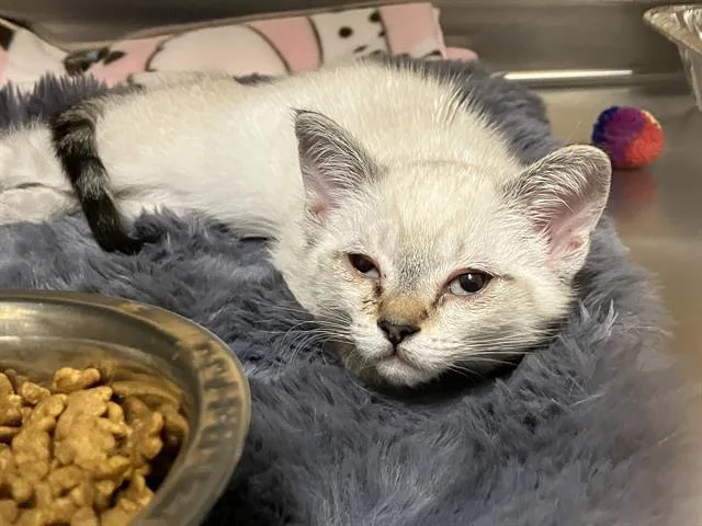 A baby small-sized female Siamese cat named Ms. Toe Bean for adoption in Tustin, CA
