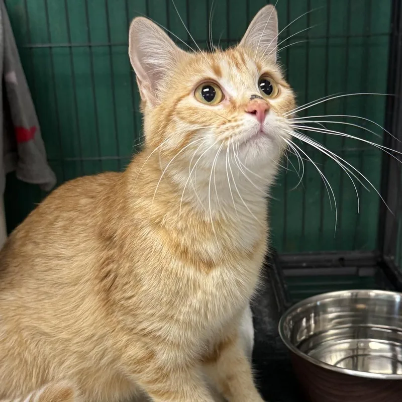 An adult small-sized female Orange / Red Domestic Short Hair cat named Blondiec for adoption in East Saint Louis, IL