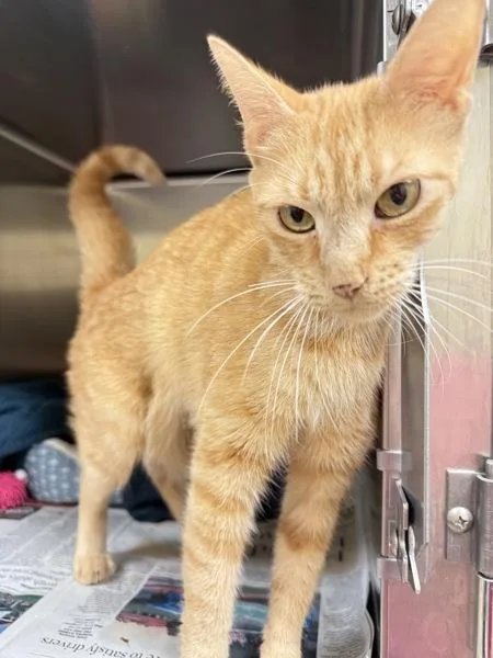 An adult small-sized female Domestic Short Hair cat named Kanga for adoption in Virginia Beach, VA