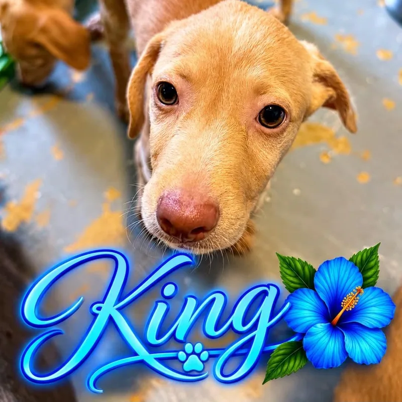 A baby medium-sized male Hound dog named King for adoption in ISABELA, PR