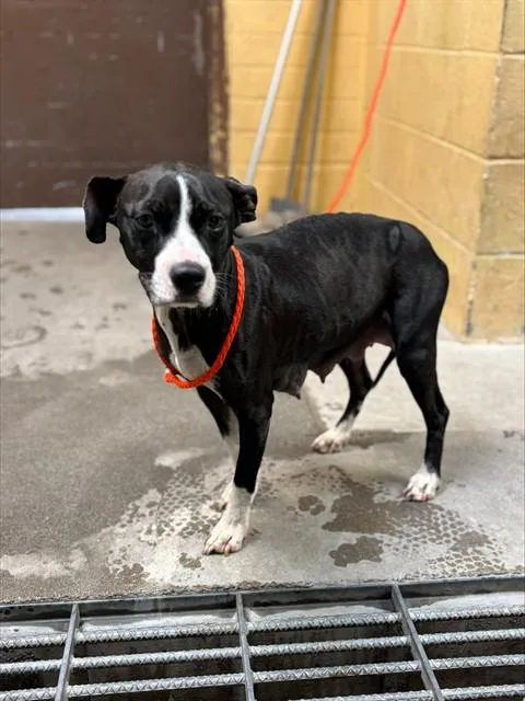 A young medium-sized female Terrier dog named Justice for adoption in Stockton, CA
