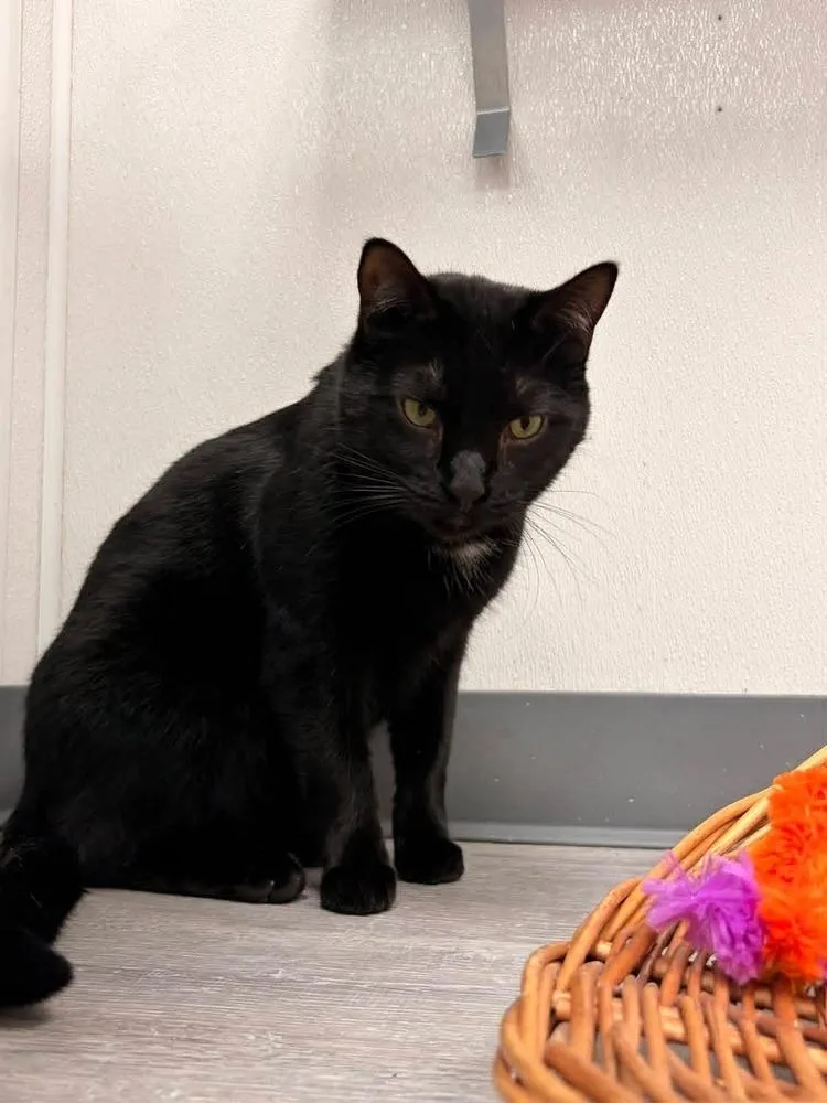 An adult medium-sized male Black Domestic Short Hair cat named Thames for adoption in Muskegon, MI