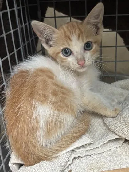 A baby small-sized female Domestic Short Hair cat named Parsnip for adoption in Honolulu, HI