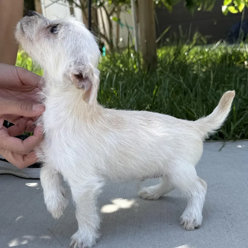 Mr. Lovable Marshmallow thumbnail 2