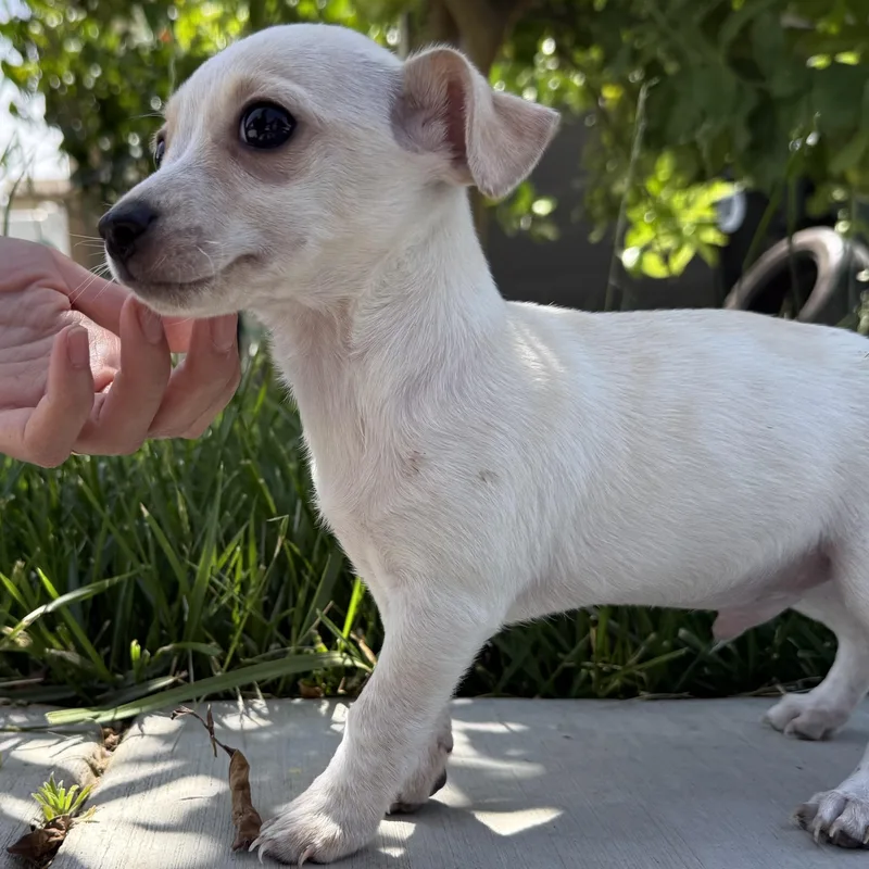 Mr. Lovable Marshmallow thumbnail 3