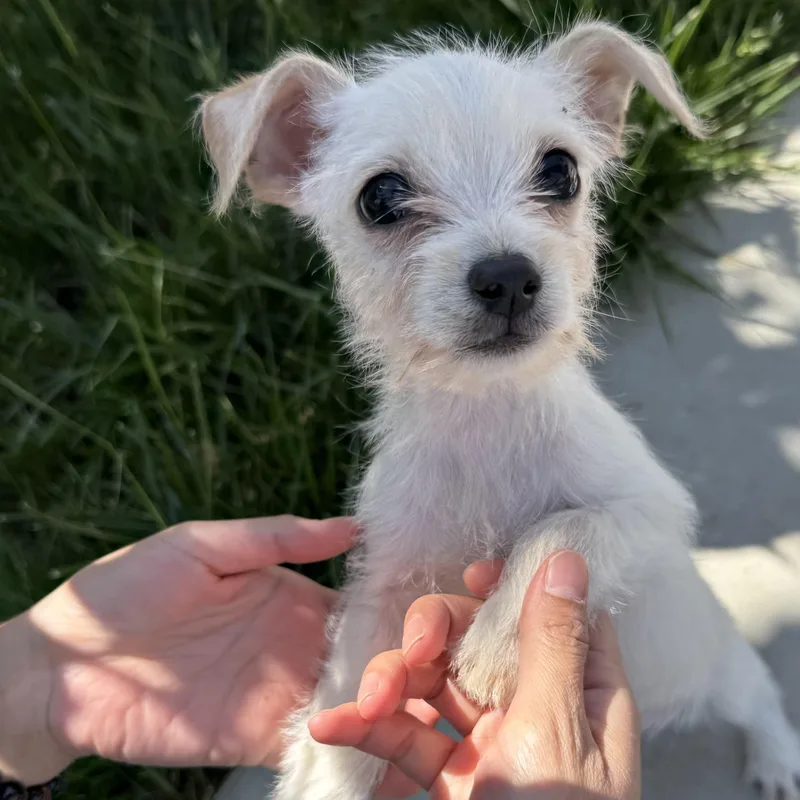 Mr. Lovable Marshmallow thumbnail 4