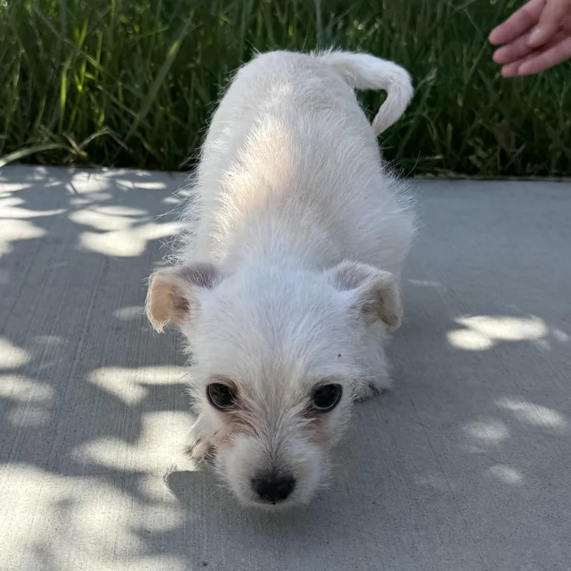 Mr. Lovable Marshmallow thumbnail 5