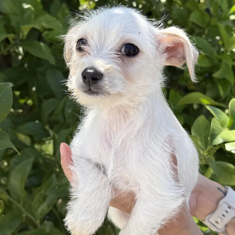 Mr. Lovable Marshmallow thumbnail 6