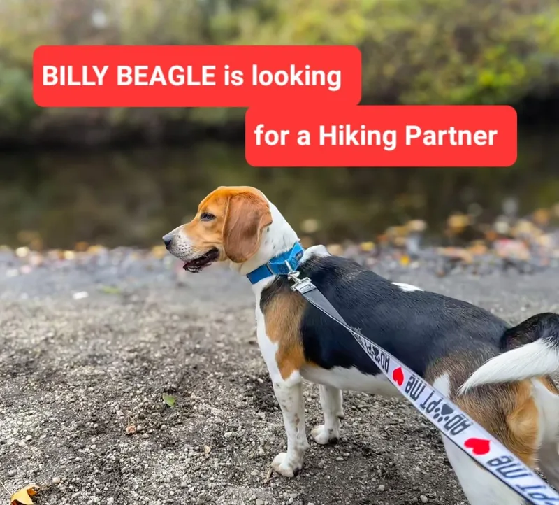 Billy thumbnail 2