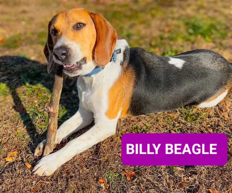 Billy thumbnail 3
