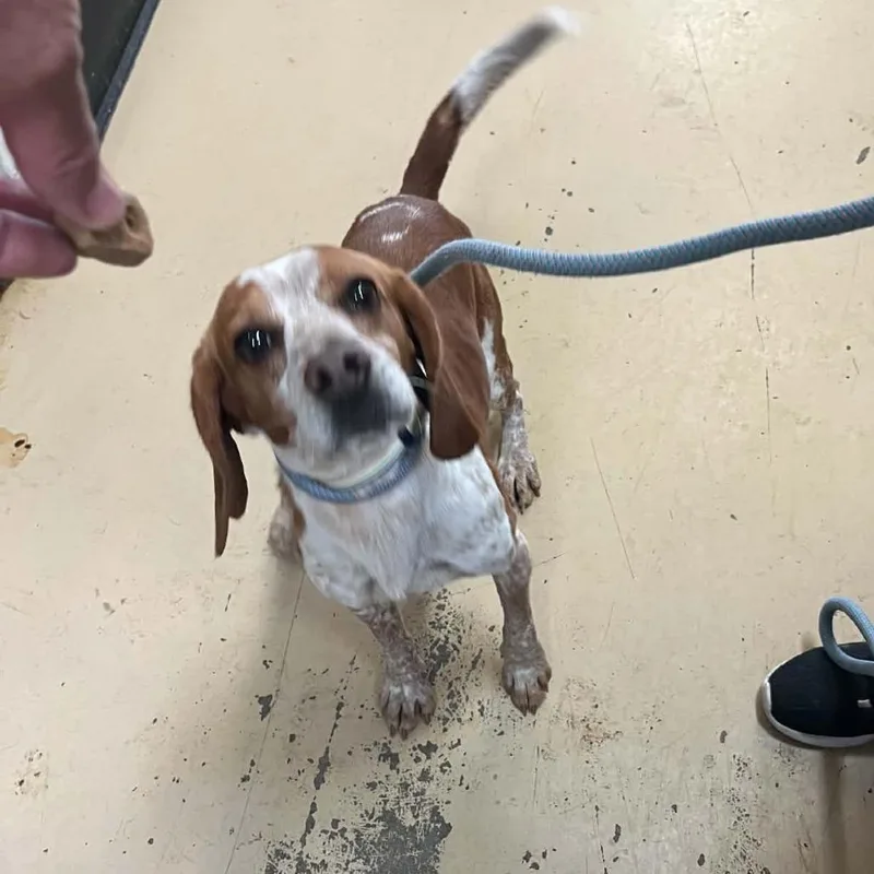 An adult small-sized male Brown / Chocolate Beagle dog named Gromit  Chino Hills for adoption in Chino Hills, CA