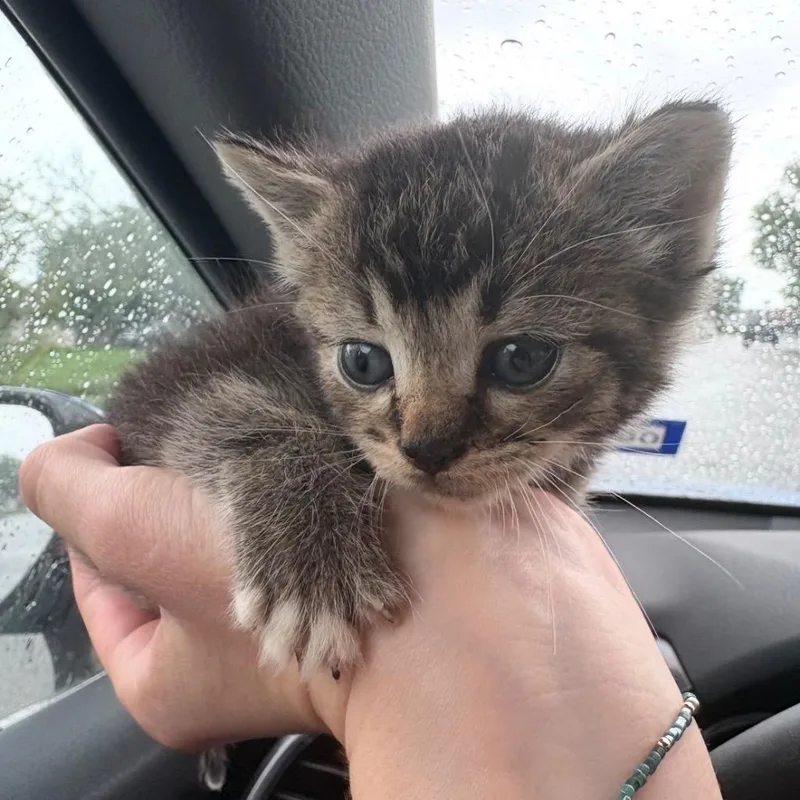 A baby small-sized male Domestic Short Hair cat named Wilson for adoption in Corpus Christi, TX