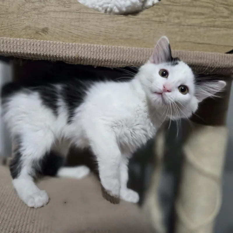 A baby medium-sized female White Domestic Medium Hair cat named Sparrow for adoption in Loveland, CO