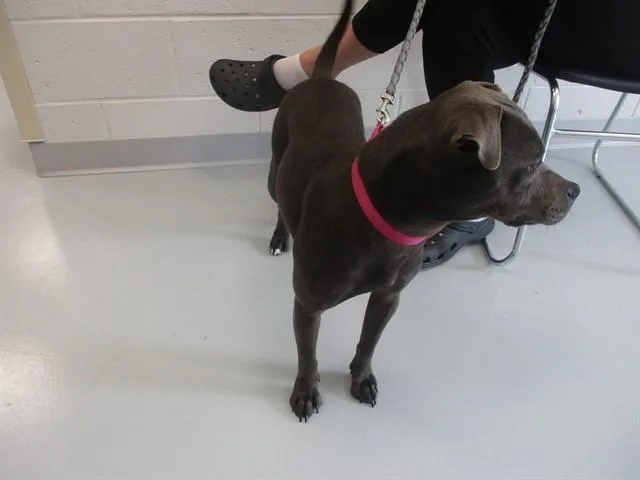 A young small-sized female Bull Terrier dog named Nellie for adoption in Ocala, FL