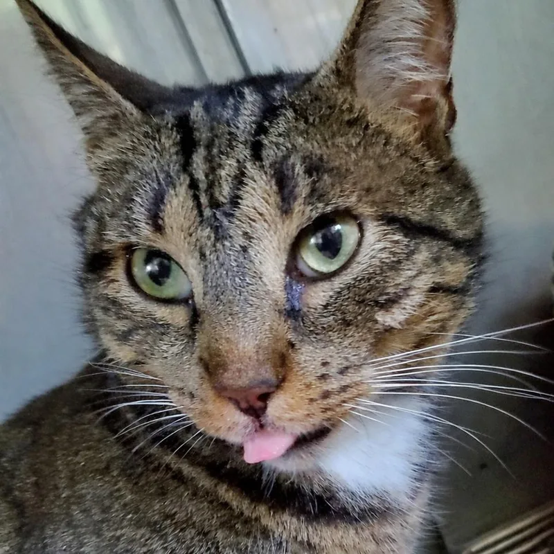 A senior large-sized male Brown / Chocolate Domestic Short Hair cat named Matteo for adoption in PITTSBURGH, PA