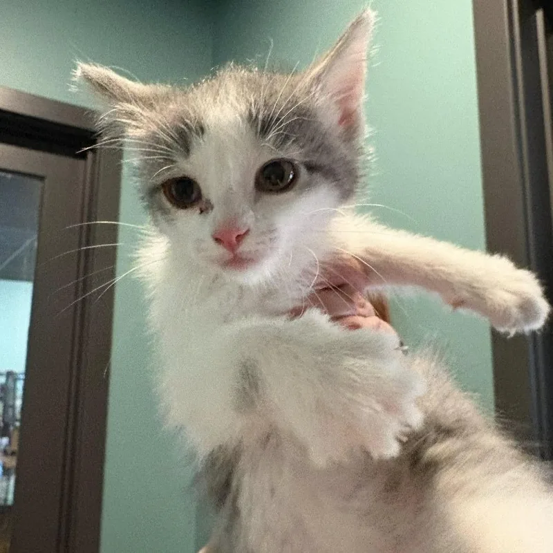 A baby small-sized male Gray / Blue / Silver Domestic Short Hair cat named Domino for adoption in Johnstown, PA