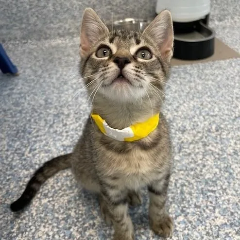 A young medium-sized male Tabby (Brown / Chocolate) Domestic Short Hair cat named Nugget for adoption in Stafford, VA
